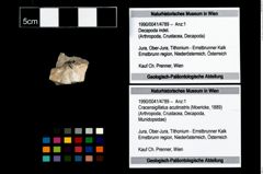 Foto (Objekt + Etikett) von Cracensigillatus acutirostris (Moericke, 1889)  (NHMW-GEO-1990-0041-4789)